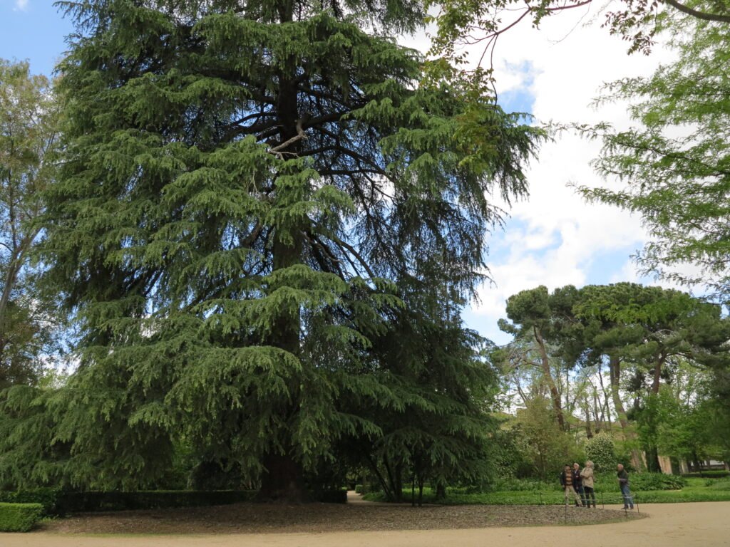 Enorme cedro en jardines de Vistalegre