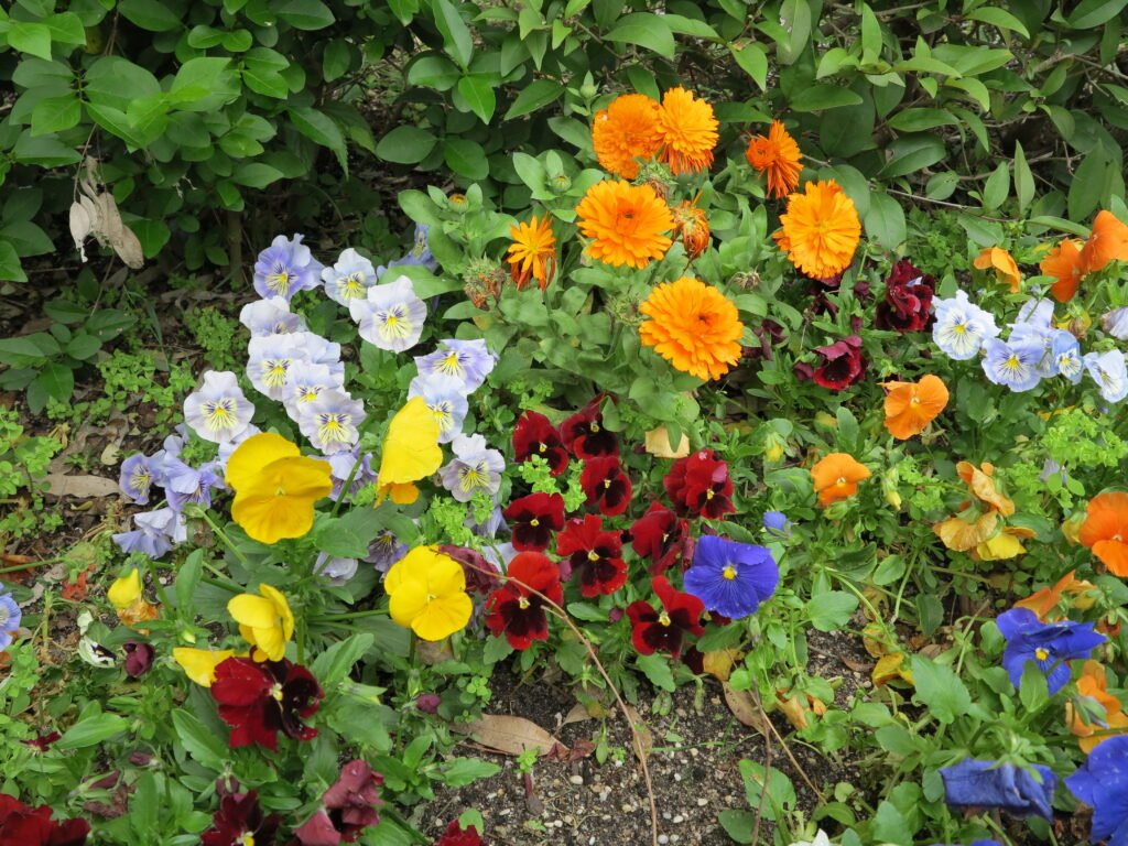 Más flores de Vistalegre